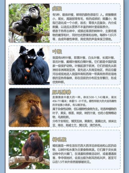 猴子生肖守护什么属相