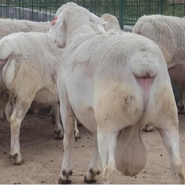 生肖羊白头的属相（生肖羊白头代表什麼屬相？🐑✨）