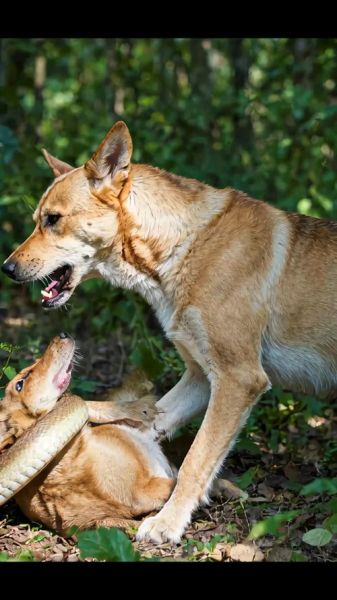生肖狗属相蛇(生肖狗和蛇在一起合适吗)
