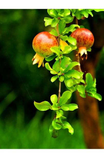 十二生肖石榴是什么属相（十二生肖石榴代表的属相揭秘）