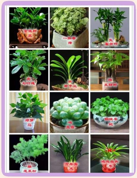 生肖属相吉祥植物（属兔人招财绿植大全）