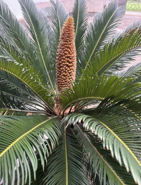 铁树开花属相什么生肖