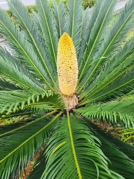 铁树开花属相什么生肖