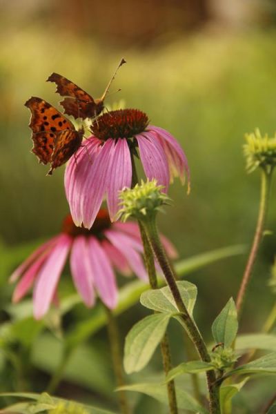 招蜂引蝶生肖属相（招蜂引蝶指什么生肖？）