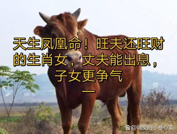 生肖牛最佳财运属相女人（生肖牛女最佳财运伴侣属相揭秘）
