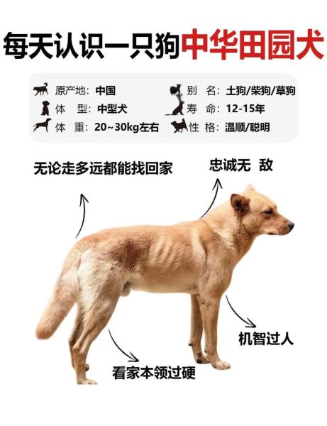 土狗属相是什么生肖配对（土狗是什么生肖最配💞超简单新手指南）