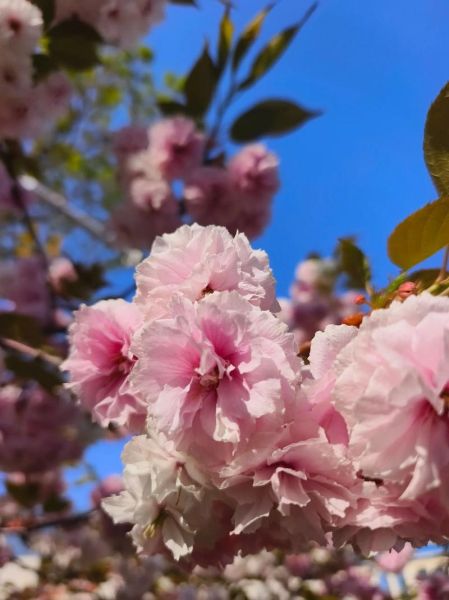 杨玉环生肖属相(杨玉环生肖属相到底是什么?新手秒懂 🌸)