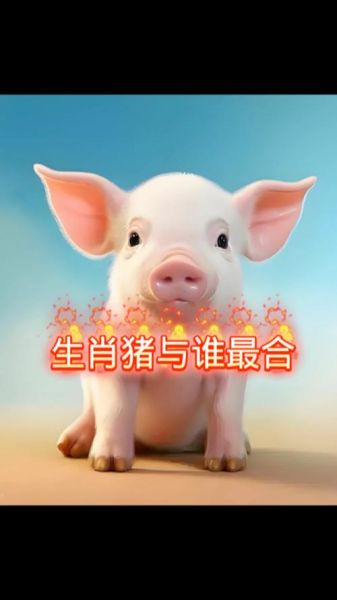 猪的生肖匹配什么属相（猪的生肖跟哪个属相最合拍？小白速看🐖）