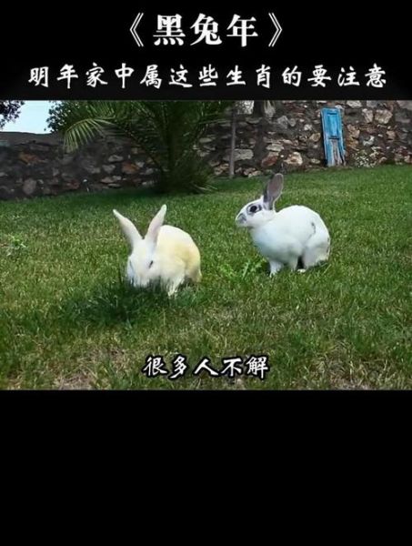 属相黑兔是什么生肖（黑兔属什么生肖新手一看就懂）