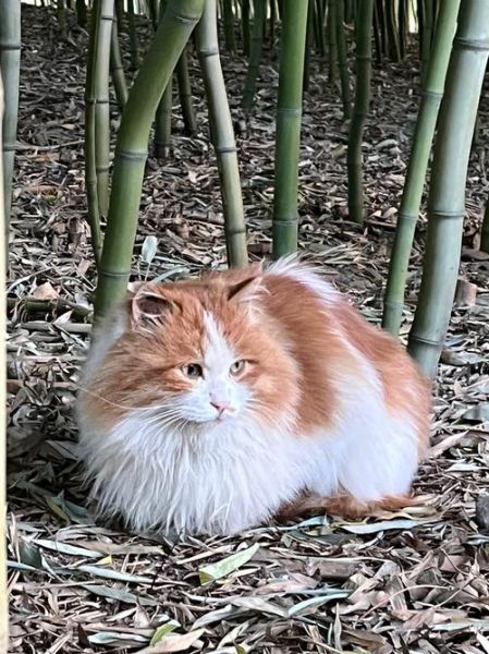 晋文公属相是什么生肖（晋文公属什么生肖？小白一看就懂）