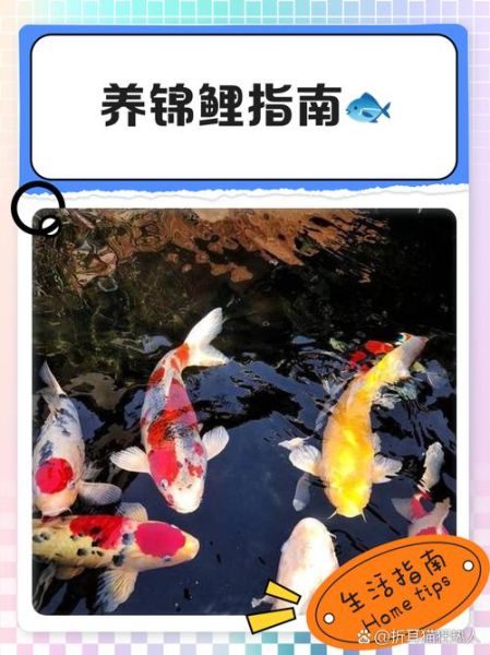 十二生肖属相锦鲤（属鼠人养几条锦鲤最好？）