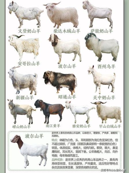 属相羊指哪种羊生肖（属相羊指的是山羊还是绵羊）