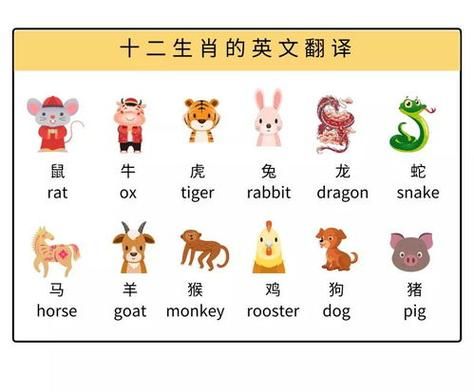 属相十二生肖怎么读英文（十二生肖英文读法全攻略）