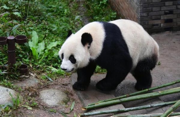 戴立属相是什么生肖（戴立属什么生肖🐭🐮🐯？）