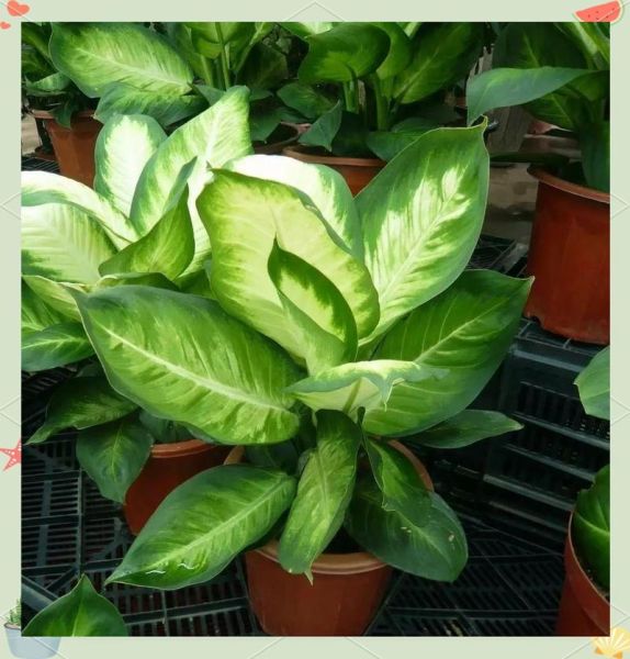 生肖属相适合的植物（属马适合养什么植物旺财）