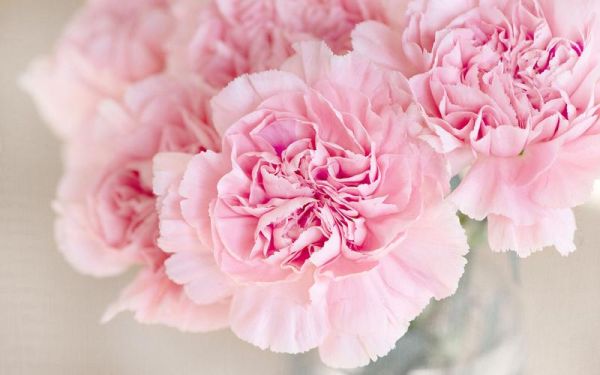 康乃馨属相是什么生肖呢