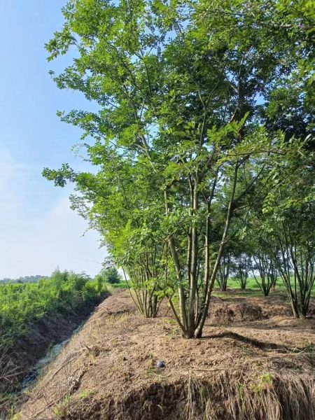 朴树什么生肖属相（朴树生肖是什么）