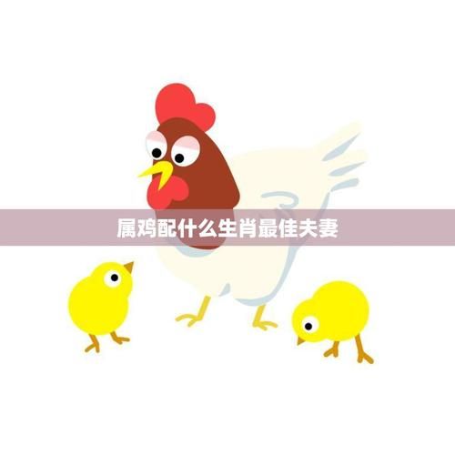 生肖属鸡的最佳配偶属相（属鸡的最佳配偶是什么属相）