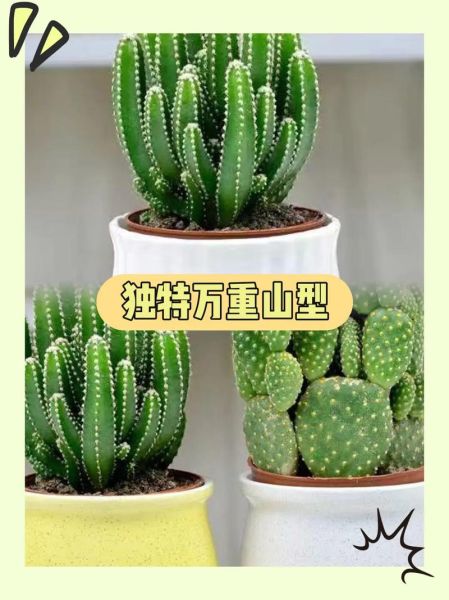 生肖属相多肉盆栽（生肖属相多肉盆栽怎么选？小白也能玩的风水绿宠🌵）