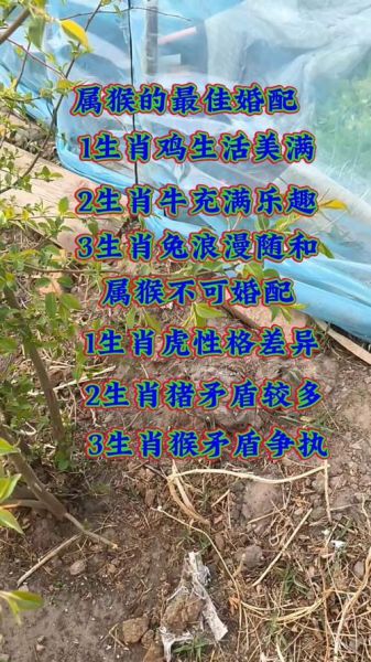 属猴生肖配偶属相(属猴的最佳婚配属相有哪些)