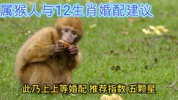 生肖猴与哪些属相相配（生肖猴与什么属相最配？新手必看）