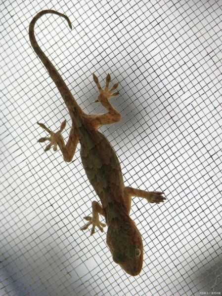 壁虎属什么生肖属相（壁虎属什么生肖？新手一看就懂）