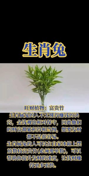 旺生肖属相植物（旺生肖属相植物怎么选？招财旺运全攻略）