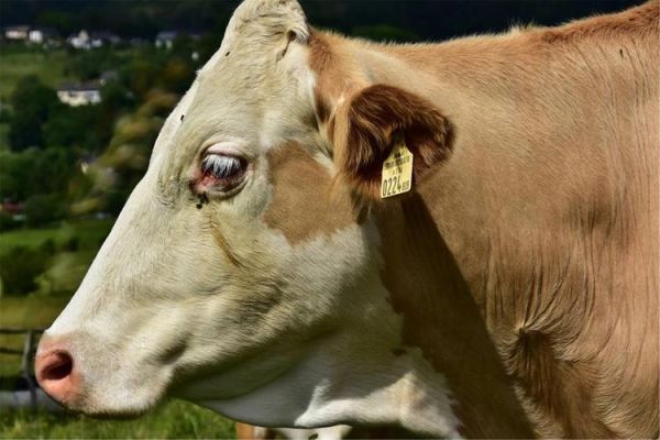 詹姆斯属什么生肖属相