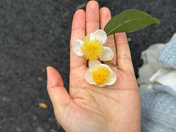 茶树花属什么生肖的属相（茶树花生肖属相查询方法）