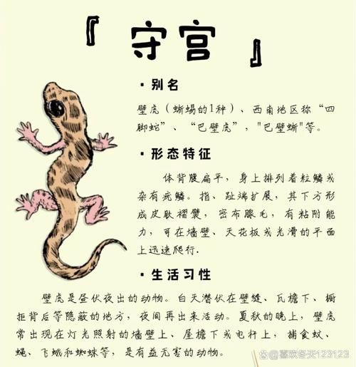 守宫生肖是什么属相（守宫生肖是什么属相？新手指南！）