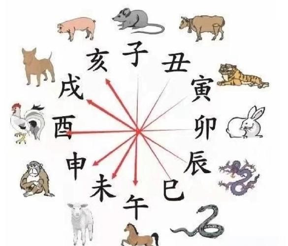 属相虎冲什么生肖（属相虎冲什么生肖，小白一看就懂）