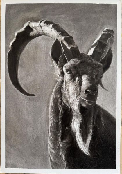 克羊的生肖属相(克羊的生肖属相是什么)