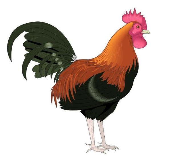 2005什么生肖属相（2005年属什么生肖？新手必看）