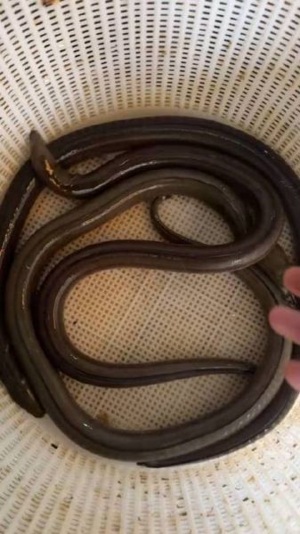 土龙生肖是什么属相