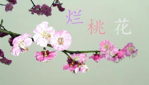 烂桃花的生肖属相（烂桃花最多的生肖女是谁？🌸💔）