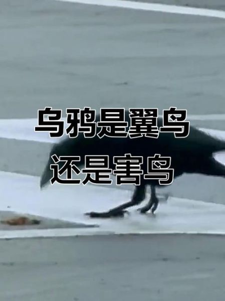 乌鸦生肖属相是哪个（乌鸦生肖属相是哪个你知道吗）