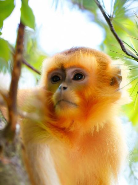 生肖猴不合属相相克（生肖猴到底怕什么生肖？）