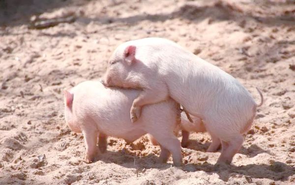 生肖属猪和什么属相配（属猪最适合与哪些生肖配对）