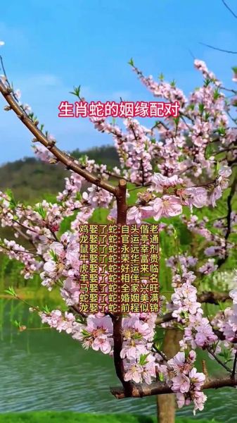 属相蛇的生肖配对表（蛇和什么生肖最配？属相蛇最佳配对表）