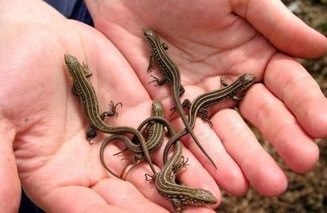 壁虎对应的生肖和属相（壁虎代表哪个生肖属相）