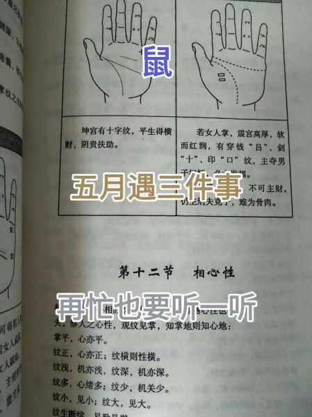 属相鼠怕什么生肖（属相鼠怕什么生肖？新手指南）