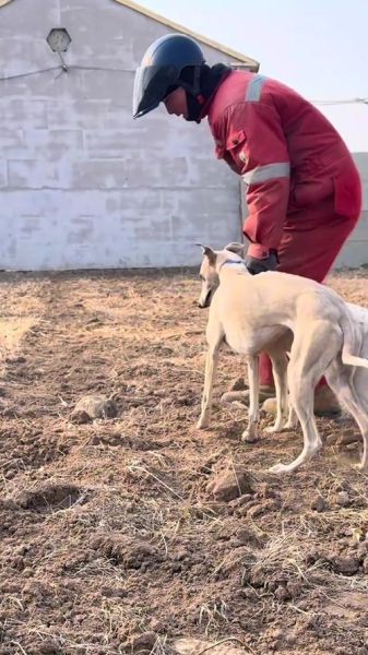 狗撵兔 生肖属相（狗撵兔属什么生肖）