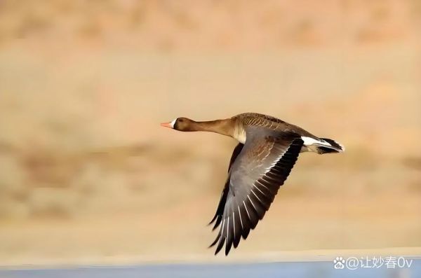 什么生肖属相大雁（大雁代表什么生肖属相？）