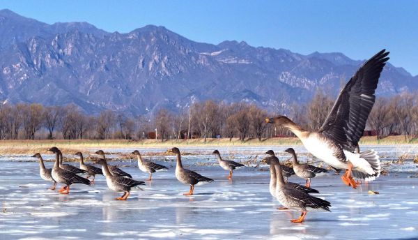 什么生肖属相大雁（大雁代表什么生肖属相？）